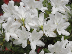 P4230112