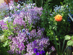 IMGP0161
