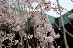 有栖館の桜