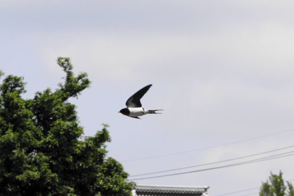 ツバメ２
