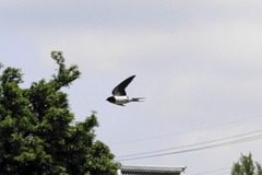 ツバメ２
