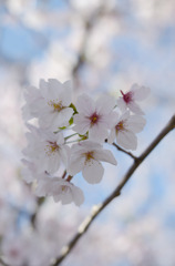 SAKURA
