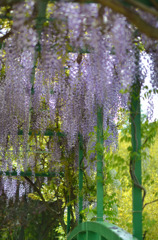 藤の花２