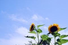 ひまわりと初夏の空