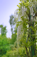 藤の花３