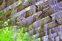 藤の花１
