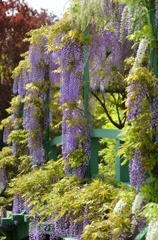 藤の花４