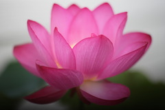 我が家の蓮2009