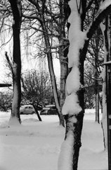 雪の衣纏いし。