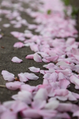 桜チル