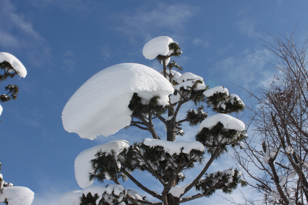 雪帽子