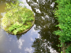 水に映る初夏の空