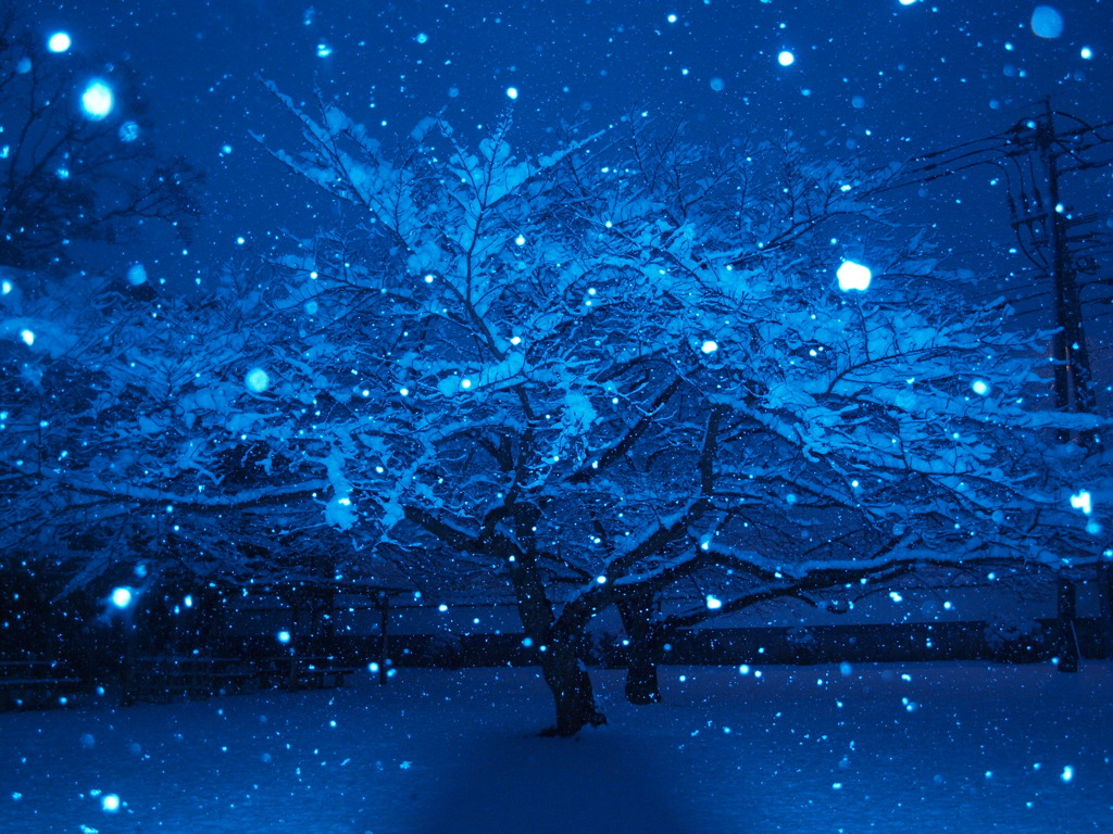 雪ふる桜