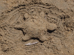 海の砂カメ