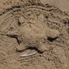 海の砂カメ