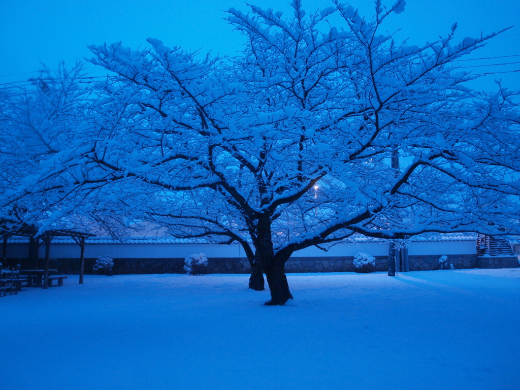 雪積もる桜