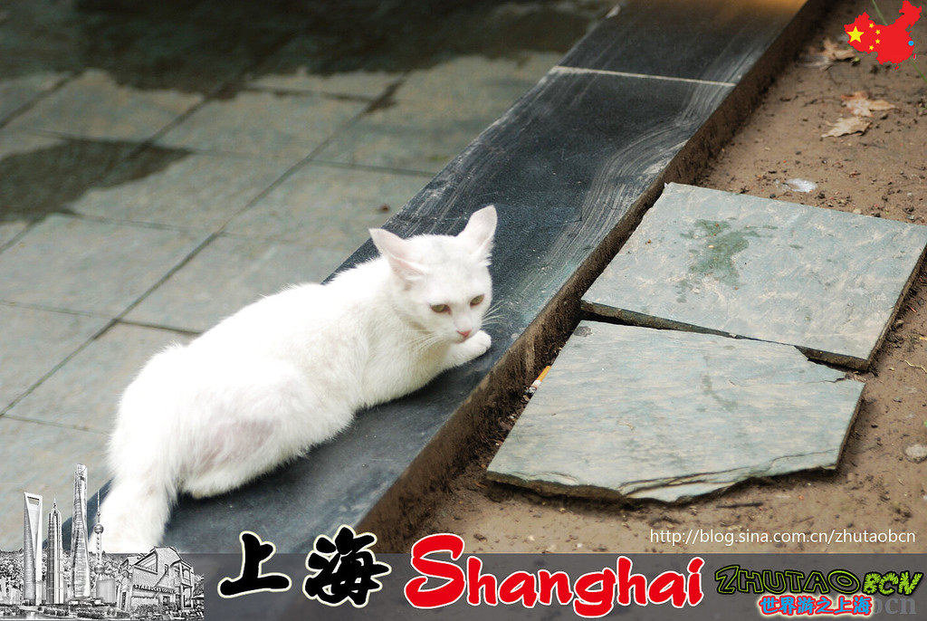 上海街道的猫