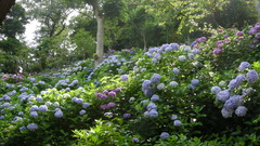 あじさい