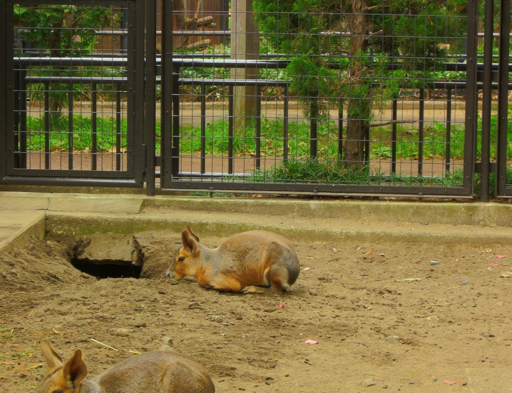 うさぎ？カンガルー？