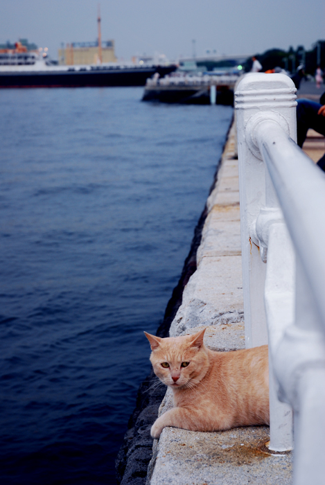 山下公園の聴海猫