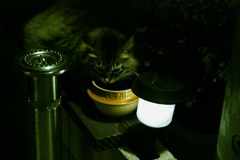 猫ママ