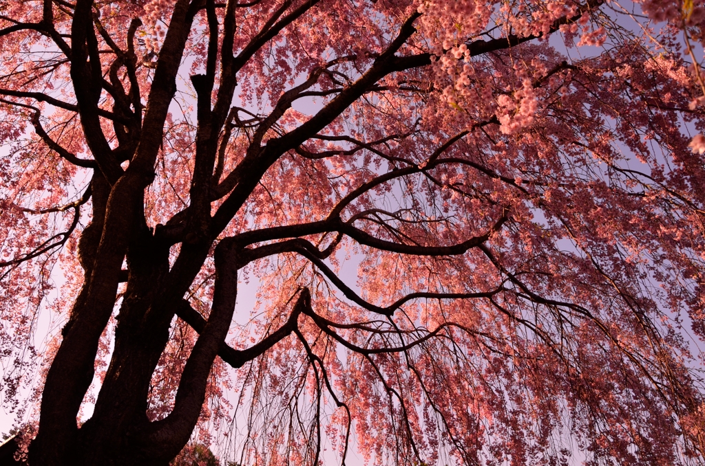 夕桜