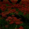 曼珠沙華