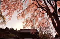 夕日と桜と山寺と