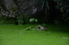 カエル