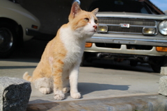 ねこ