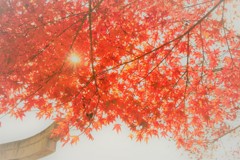 諏訪神社の紅葉