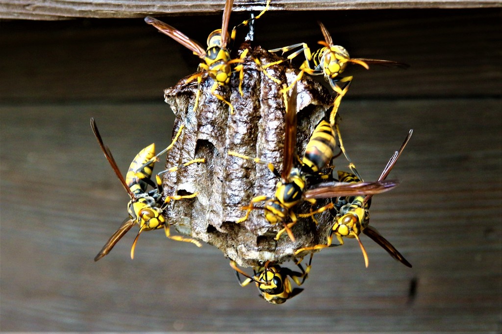 赤城神社のアシナガ蜂