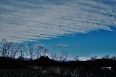 ブロッコリー畑の空