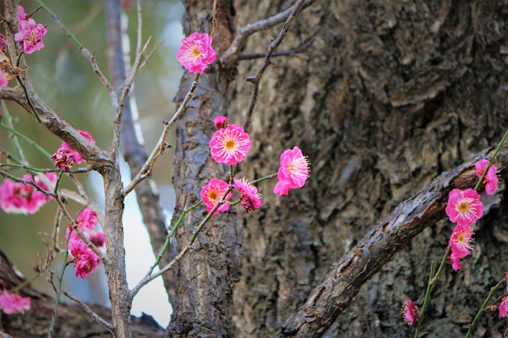 漆窪神社の紅梅