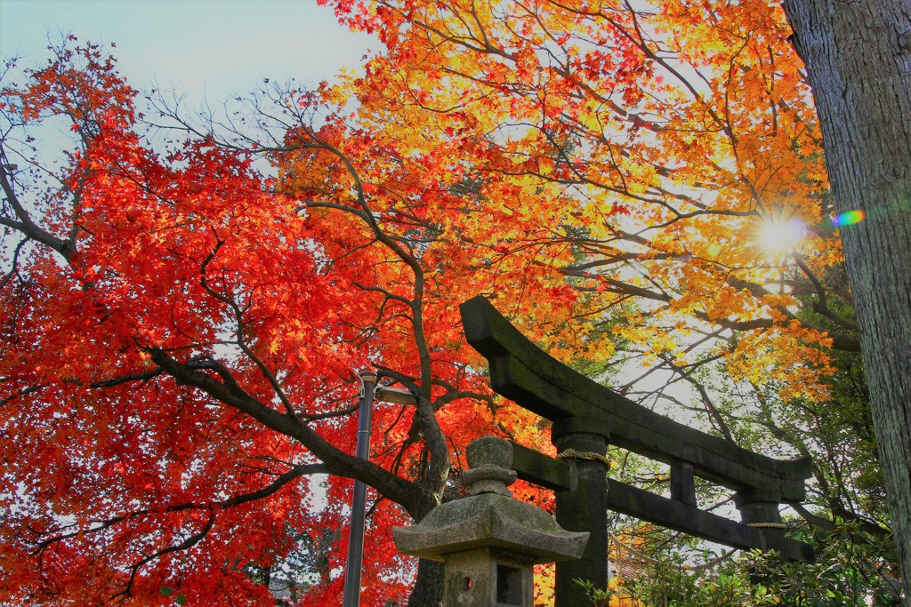 お稲荷さんの紅葉。