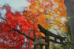 お稲荷さんの紅葉。