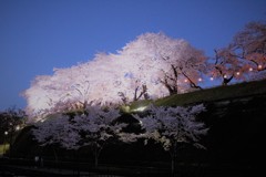 前橋公園夜桜