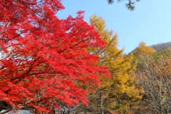 紅黄