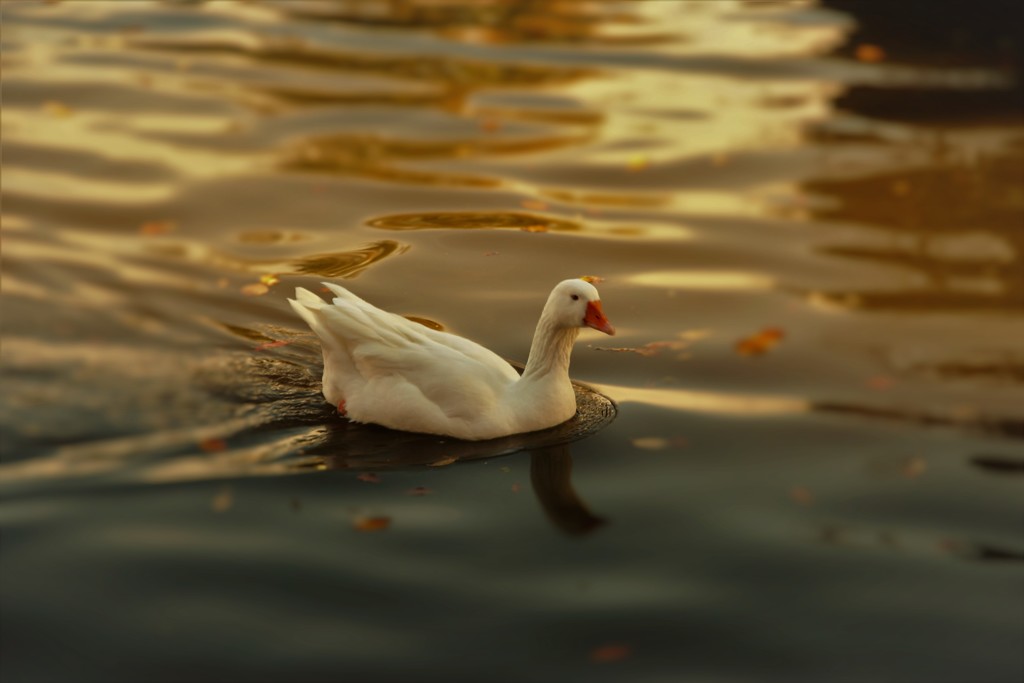 境内の鳥。