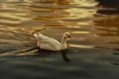 境内の鳥。