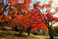 湖畔の紅葉