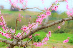 散歩