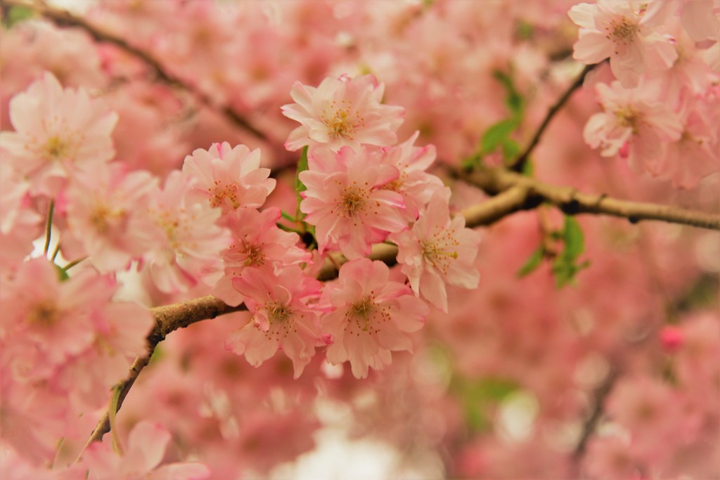 花桃かな？