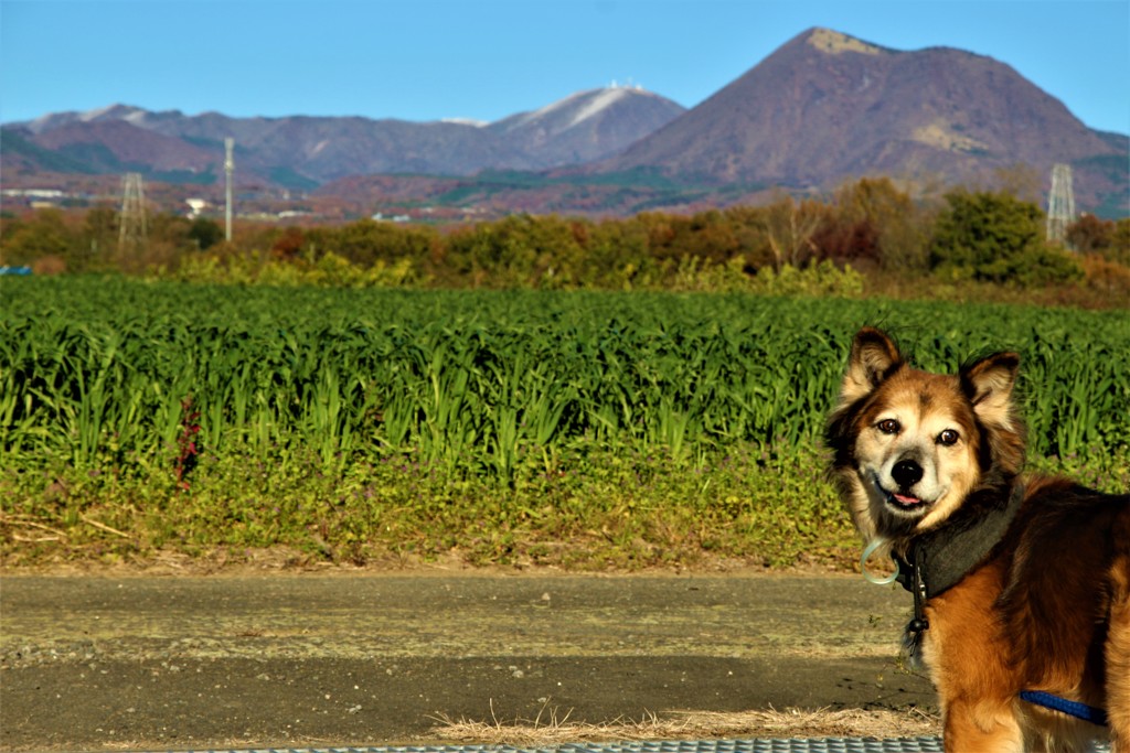 老犬と赤城山