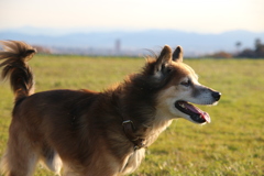 老犬クーと県庁！