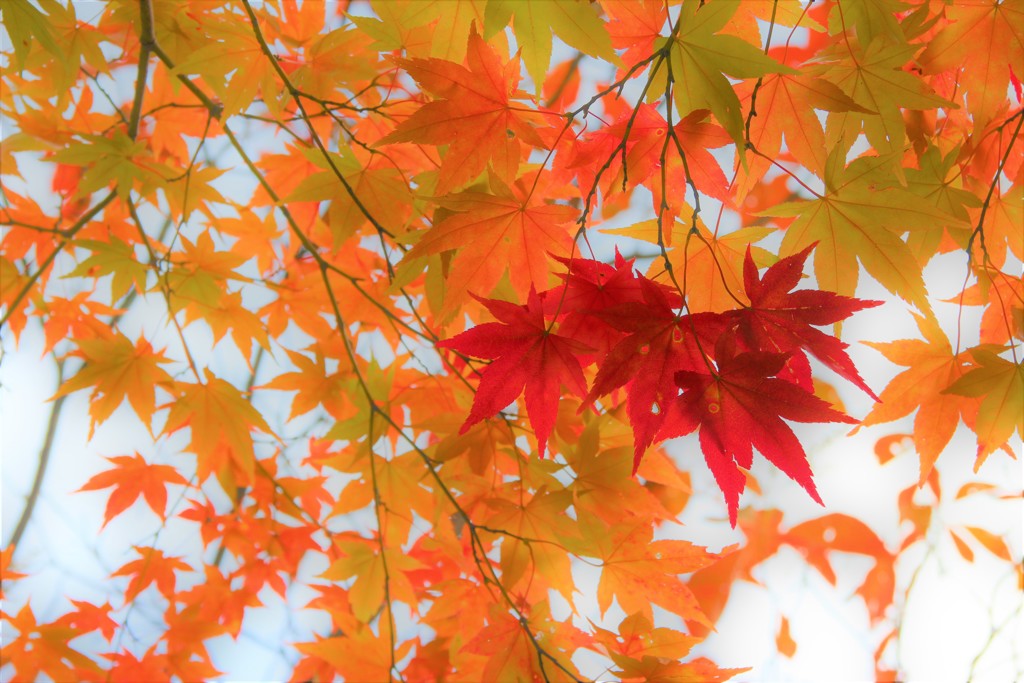 草津の紅葉