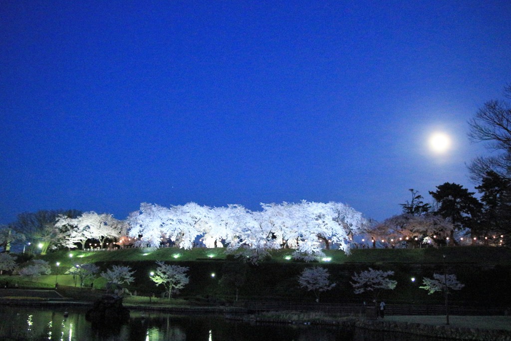前橋公園夜桜Ⅱ