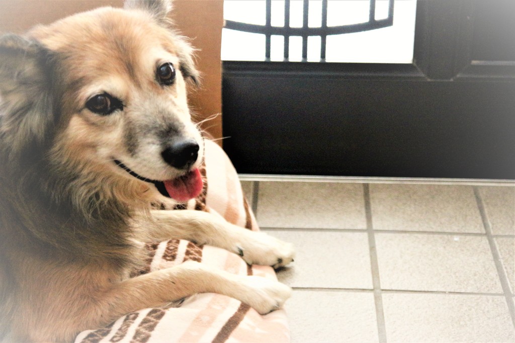 老犬クーのリラックス！