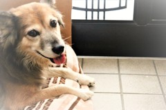 老犬クーのリラックス！