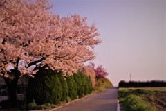 いつもの道。